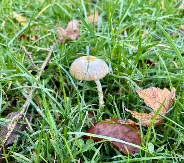 Entour de vert sous la pluie.